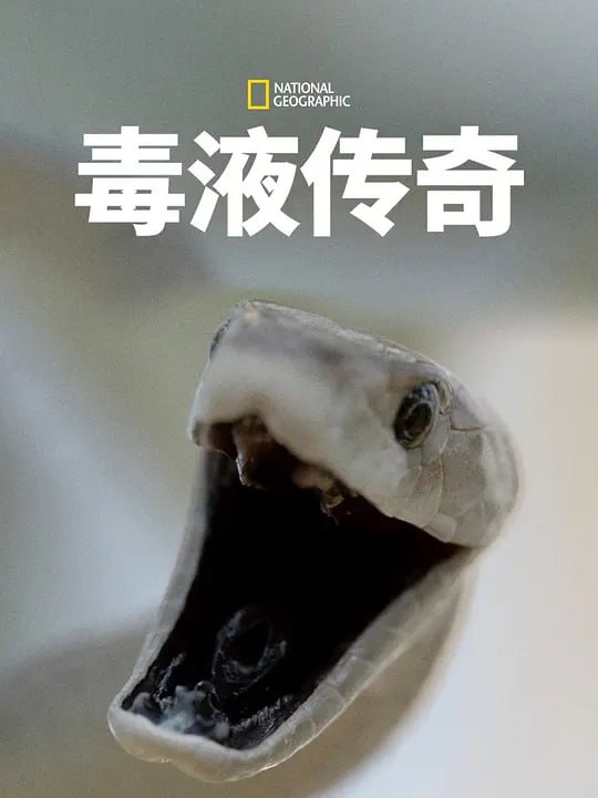 名称：【一部纪录片都是一次思想的旅行】毒液传奇 第一季 Legends of Venom Season 1 (2023)描述：认识一下地球上最大的毒蛇