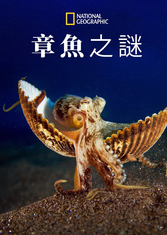 名称：章鱼的秘密 Secrets of the Octopus (2024)描述：　　艾美奖肯定《鲸之谜》制作团队最新力作