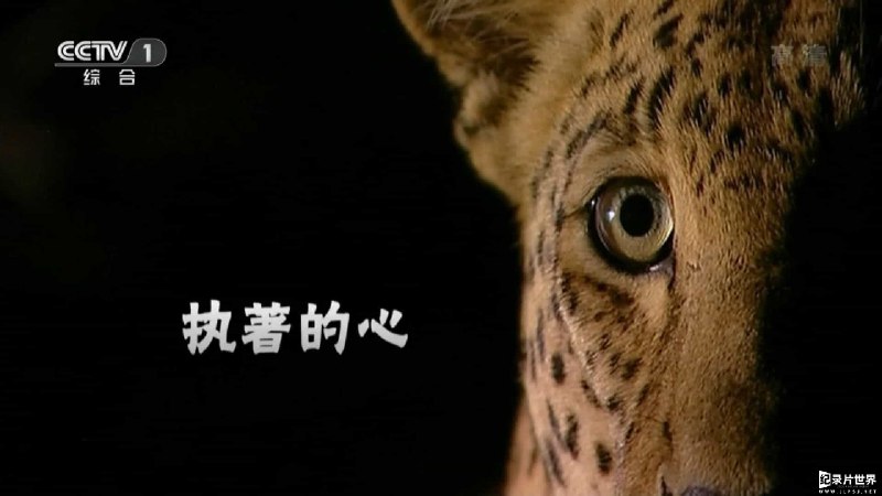名称：《动物世界.108全集.赵忠祥版》|简介：动物世界.108全集.赵忠祥版汇集了多领域的知识，帮助你在生活与职业中找到更多的可能性