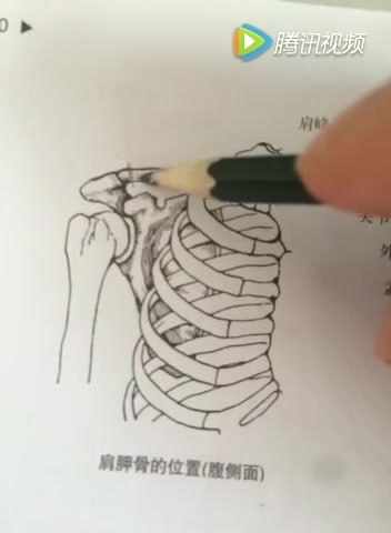 【资料】名称：登峰老师 运动解剖学图谱|简介：《登峰老师 运动解剖学图谱》是一项跨学科的学习资源，结合了多方面的知识与技巧
