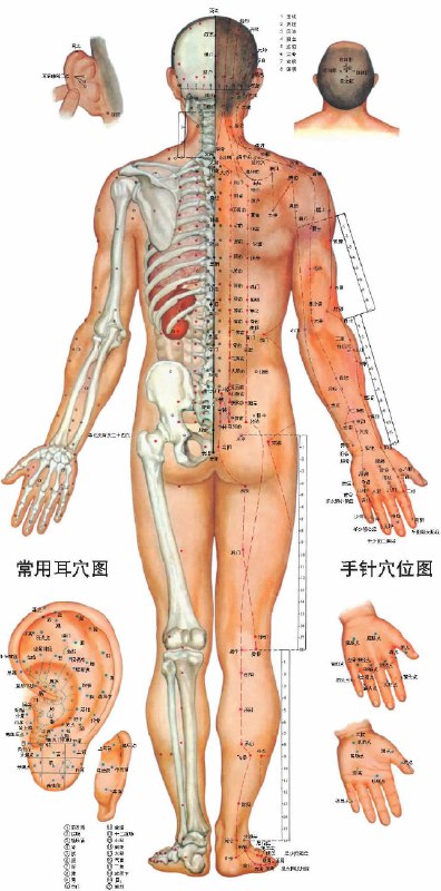 名称：《人体按摩穴位示意图（超高清） 》简介：人体按摩穴位示意图（超高清）这门课程为学习者提供了全面的知识和技巧，涵盖了从基础到进阶的多项内容
