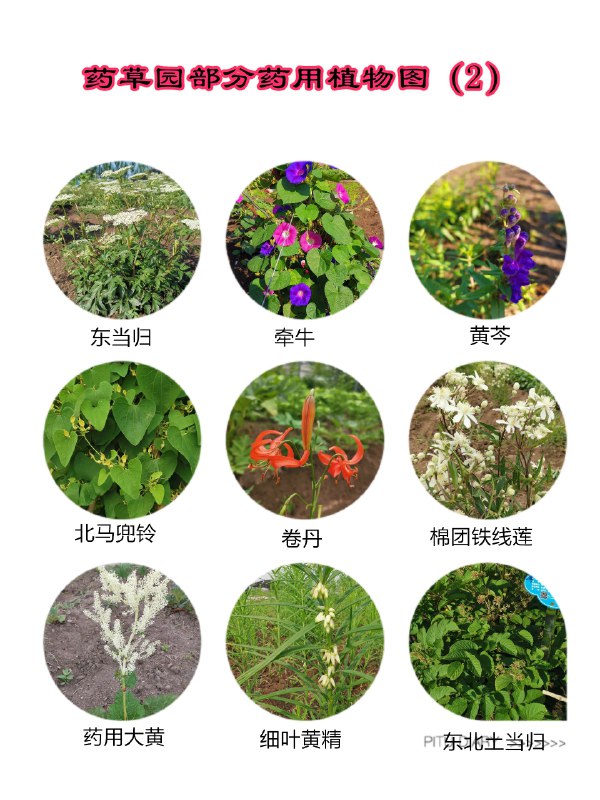 《药用植物》简介：本书提供了关于药用植物的深度解析，涵盖其发展背景、核心概念以及实际应用