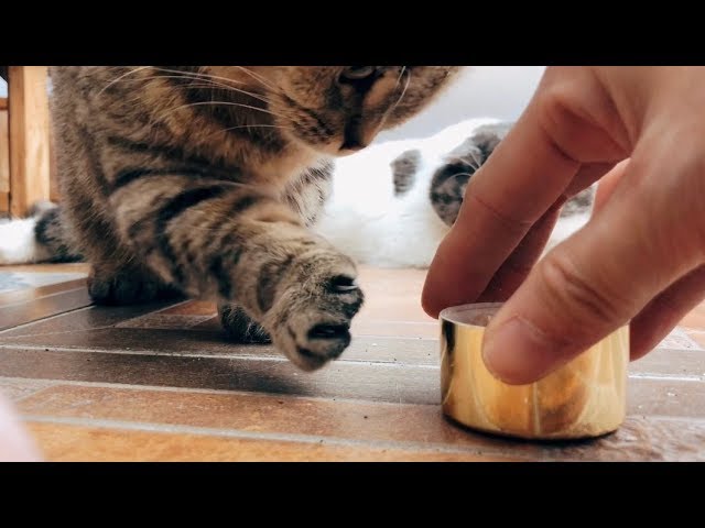 📚名称：《铲屎君必备.猫咪训练视频》⭐亮点：轻松掌握猫咪训练技巧，让铲屎官与爱猫更亲密互动🏷️标签：#猫咪训练 #铲屎君必备 #宠物教学 #萌宠日常 📅更新日期：2025-06-04 05:01:22🔗链接：