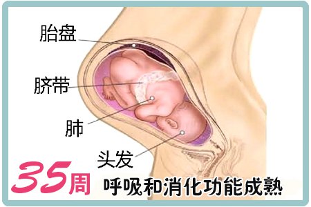 名称：《35节超强孕期招南 》亮点：专为准妈妈打造，35节实用课程覆盖孕期全阶段，助你轻松应对各种挑战