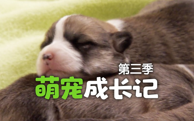 名称：《央视力荐儿童纪录片萌宠成长记1-3季 儿童启蒙佳片》亮点：萌宠成长全记录，见证小动物们的可爱瞬间，寓教于乐培养孩子爱心与责任感标签：#萌宠成长记 #儿童纪录片 #央视推荐 #启蒙教育更新日期：2025-06-15 22:47:08链接：