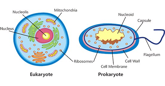 《.细胞生物学 》简介：研究细胞结构、功能及其生命活动规律的学科，涵盖遗传机制、信号传导、增殖分化等核心过程，为揭示疾病机理、开发新型疗法及生物技术提供理论支撑