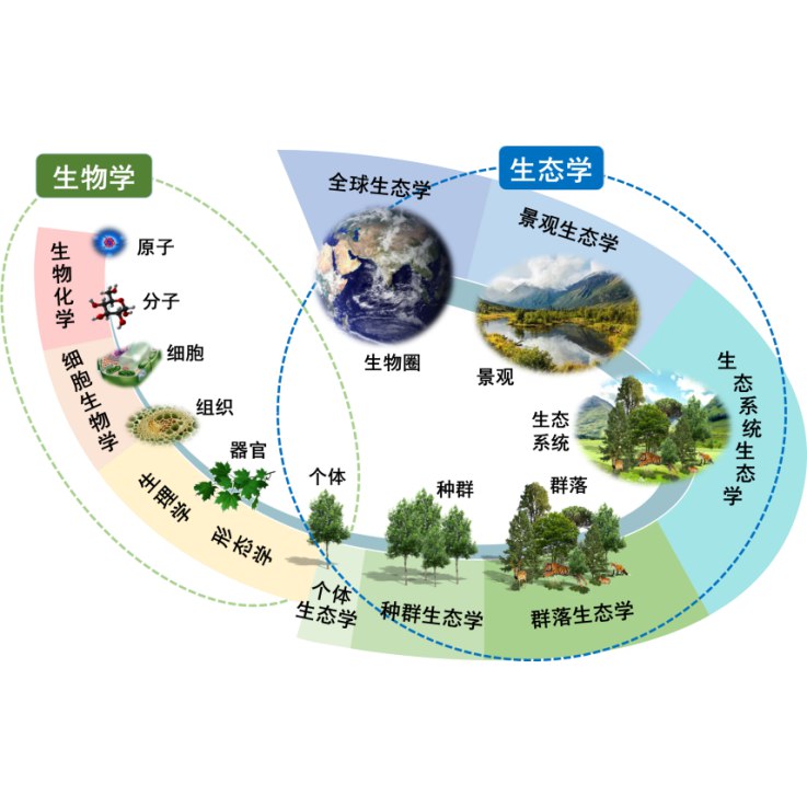《.生态学 》简介：研究生物与环境相互作用关系的学科，关注个体、种群、群落及生态系统等层次的动态平衡