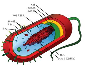 《.细胞 》简介：生物体的基本结构和功能单位，由细胞膜、细胞质与遗传物质构成，承担新陈代谢、能量转换及增殖分化等核心生命活动