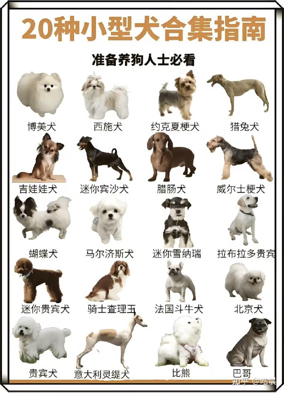 《专业训犬教程140节课》简介：系统讲解犬类行为心理学与科学训练方法，涵盖幼犬社会化、基础指令、行为矫正等全阶段技能，通过正向激励培养宠物服从性