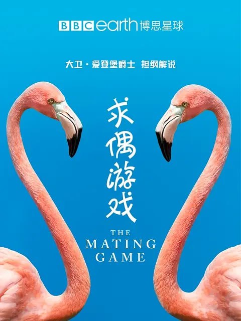 名称：求偶游戏 The Mating Game (2021)描述：这是动物为寻找配偶繁衍后代而引发的故事，故事引人入胜、令人捧腹又充满戏剧性