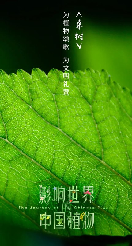 名称：影响世界的中国植物 (2019)描述：如果跨越时空在中国山川河流之间遨游一次，　　我们能看到什么？　　跟随《影响世界的中国植物》脚步，链接：