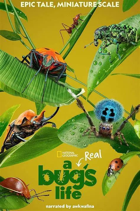 名称：虫虫历险记 A Real Bug's Life (2024) 补失效描述：为纪念备受欢迎的Pixar工作室动画电影《虫虫危机》上映25周年，由迪士尼国家地理xPlimsoll出品了本季有趣的《虫虫特工队》现实版，讲述了小小动物们是如何在瞬息万变的人类社会中生存的鲜活故事