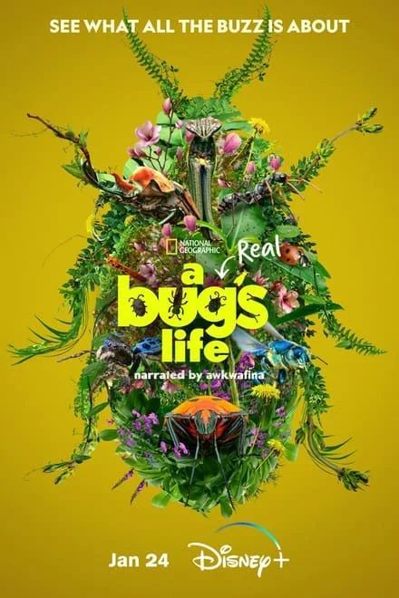 名称：虫虫历险记 A Real Bug's Life (2024)✨【2160p.杜比视界】3.7G/集描述：DNSP 杜比视界高码率版 / 英音让我们一同探索昆虫不为人知的微观世界，见识这些迷人的小英雄如何运用非凡能力在夹缝中求生存