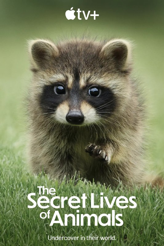名称：《动物的秘密生活 The Secret Lives of Animals 2024》全10集 4K [内挂中字]描述：《动物的秘密生活》(2024)是一部英美合拍的纪录片，由休·博纳维尔参与，共10集，每集30分钟