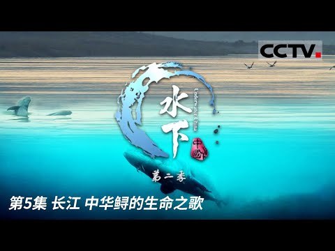 《水下中国第二季》探索中国水下秘境，揭秘未知水域奇观，呈现震撼视觉盛宴与人文故事
