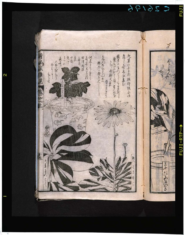 《草木奇品家雅見》探索草木世界的奇妙与雅致，发现自然与人文的独特交融️ #自然之美 #草木奇品家雅見 #文化探索 2025-06-29 23:35:32🔗 