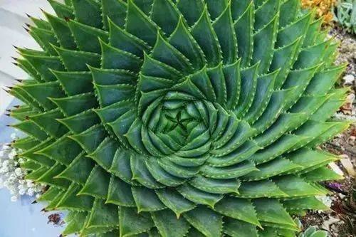 《自然界中的数学》探索自然与数学的奇妙联系，揭示万物背后的数字密码️ #数学之美 #自然界中的数学 #科普读物 2025-07-23 23:29:44🔗 